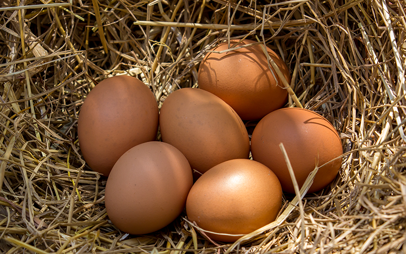 Snáškové hnízdo na vajíčka