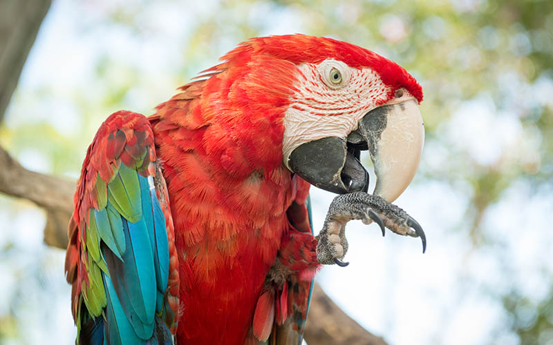Poznejte s námi nejkrásnější papoušky světa