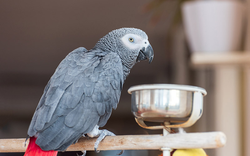 Upovídaný papoušek Žako šedý