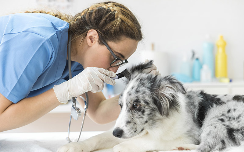 Léčba zánětu ucha u psů závisí na příčiny onemocnění