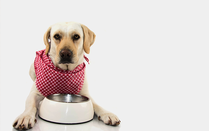 Krmivo pro psy s citlivým trávením a jeho složení