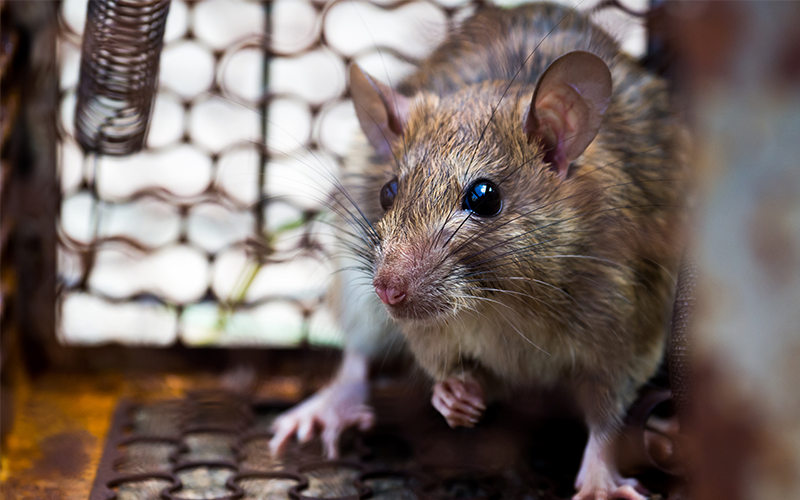 Jak se zbavit potkanů?