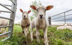 Pusťte ovce do zahrady. Cenné rady pro začínající chovatele ovcí.