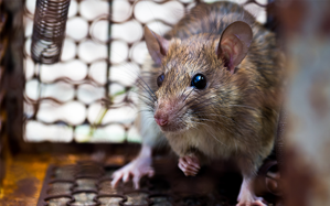 4 kroky, jak se zbavit potkanů ​​jednou a provždy