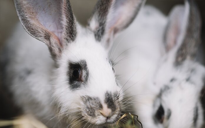 Začínáme s chovem králíků - co potřebujeme?
