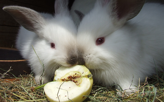 Těchto 9 rad vám pomůže při chovu králíků
