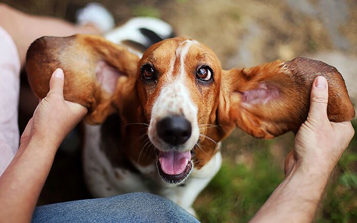 Co dělat, když psa bolí ucho nebo jak se léčí zánět ucha u psa